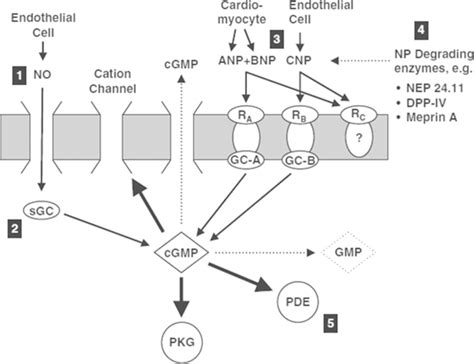 Gmp Signaling Pathways Cgmp Is The Second Messenger Of Distinct