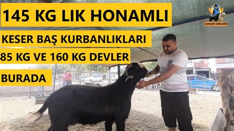 Adana Kurbanl K Fiyatlar Kurban Pazar Hayvan Pazar