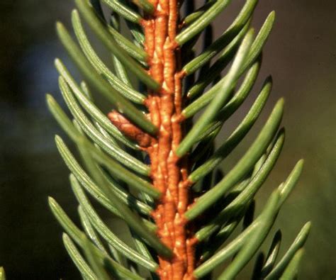 Picea Abies Euforgen European Forest Genetic Resources Programme