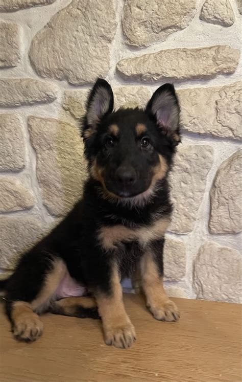 Chiots Type Berger Allemand Poil Long Et Dos Droit Uncompagnon Fr