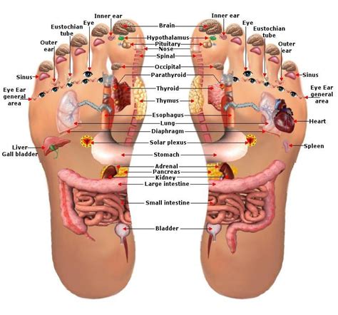 Reflexology Foot Chart Planter Map Health Benefits Health Tips