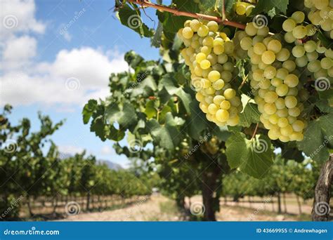 Chardonnay Grapes On Vine Stock Image Image Of Nature 43669955