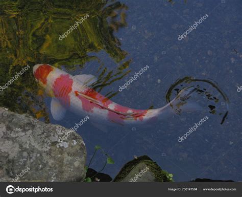 Koi Fish Swimming Traditional Japanese Pond — Stock Photo © Amazingness #730147584