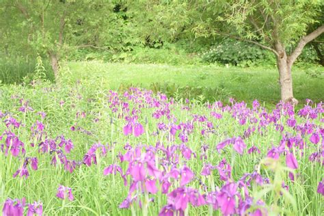 黄色と赤紫が鮮やかに｜ハサンベツ里山でノハナショウブ開花 栗山町公式ホームページ