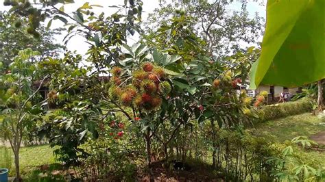 Cara Menanam Pohon Rambutan Supaya Lebat Buahnya Buahrambutan Youtube