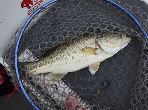 さいとうの琵琶湖ガイド＆釣り日記 4月21日の琵琶湖 最後の最後にドン。