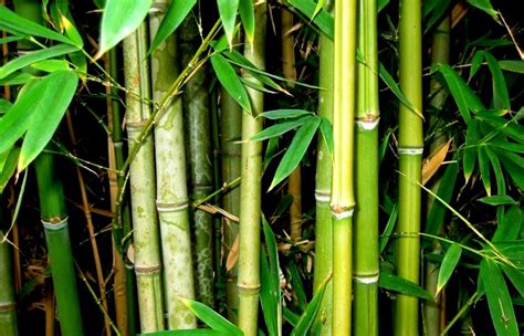 Mybeautifuliloilo Maasin Bamboo Capital Of Iloilo