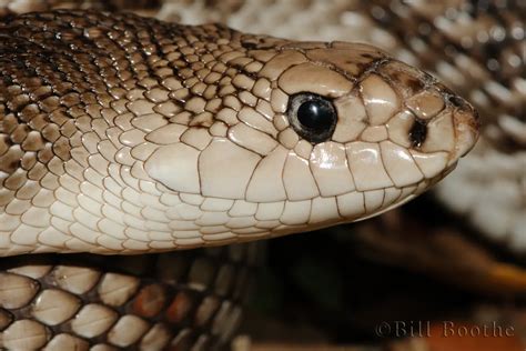 Florida Pine Snake Snakes Nature In Focus