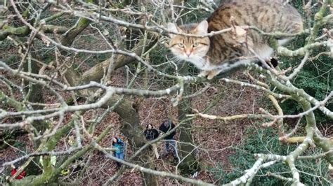 Oldham Kitten Rescued From Tree After Three Day Ordeal Bbc News