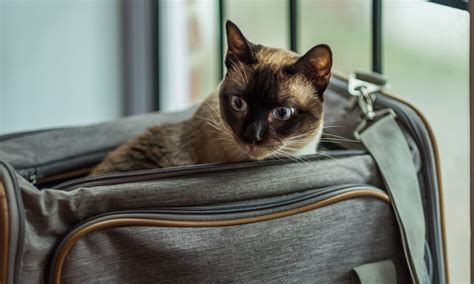 Why Is My Old Cat Throwing Up? And How Can I Help? | Chewy