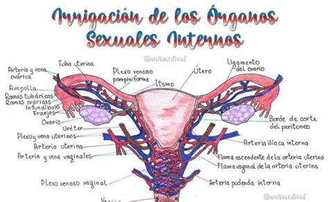 Aparato Reproductor Femenino Interno Otosection