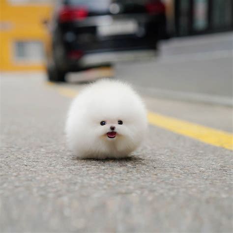 mini teacup pomeranian