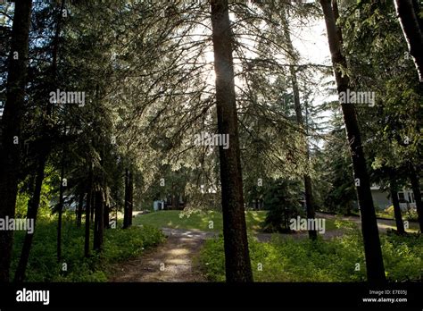canadian forest alberta canada stock photo alamy
