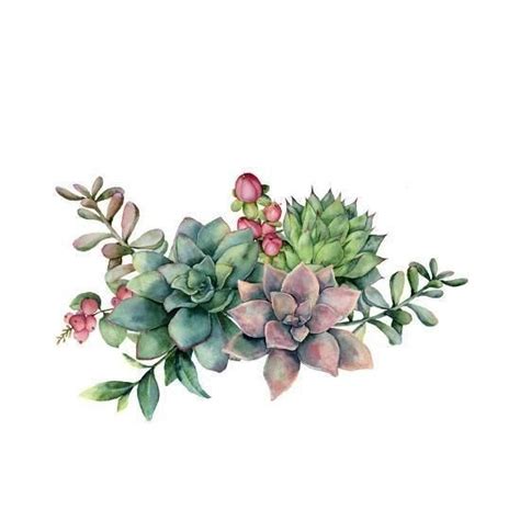 Pin by İrem on Hızlı Kaydedilenler Succulent painting Succulents