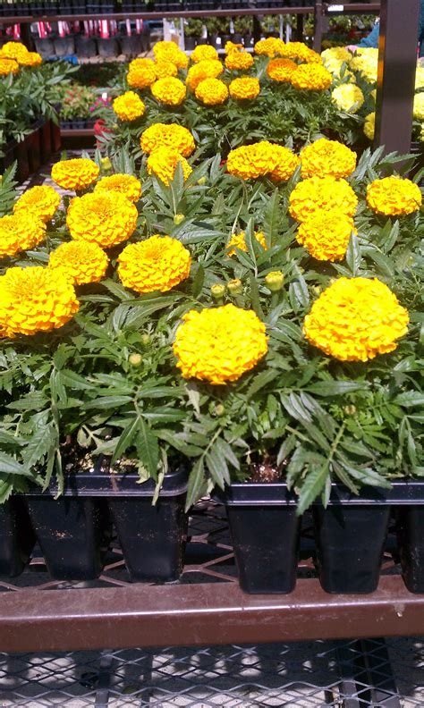 How To Grow And Care For Marigolds How To Grow Marigolds