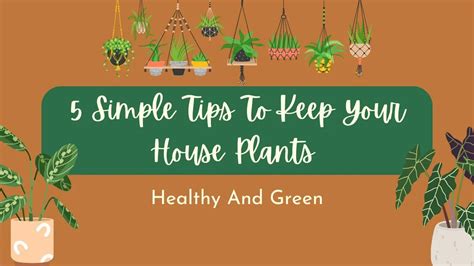 5 Simple Tips To Keep Your House Plants Healthy And Green