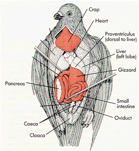 Sistem Ekskresi Burung Merpati ~ Advanced Insight