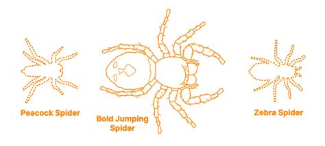 Bold Jumping Spider (Phidippus audax) Dimensions & Drawings ...