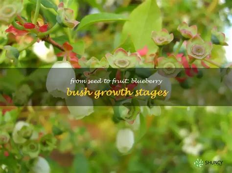 From Seed To Fruit: Blueberry Bush Growth Stages | ShunCy