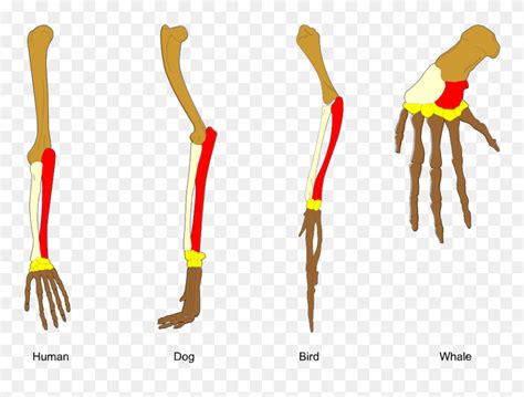 Homologous Structures Clipart (#5334697) - PinClipart