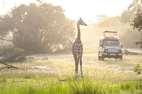 1 semaine en Afrique du Sud 4 idées d itinéraires de safari FL Vacances