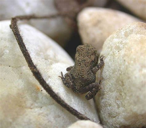 American Toad Facts And Pictures