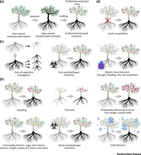 Rootstocks Diversity Domestication And Impacts On Shoot Phenotypes Trends In Plant Science