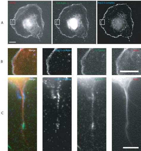 Cy3 Labelled Actin Monomers Incorporate Into Sites Of Arp2 3 Complex