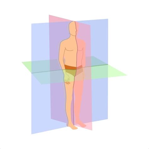 277 Coronal Sagittal Axial Images, Stock Photos, 3D objects, & Vectors ...