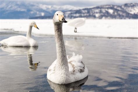 The Swans of Lake Kussharo - Rare Photos by Viki Pandit