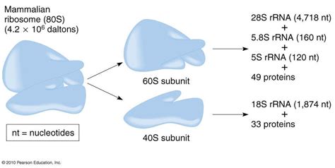 Protein Synthesis In Eukaryotes Definition Enzymes And Process