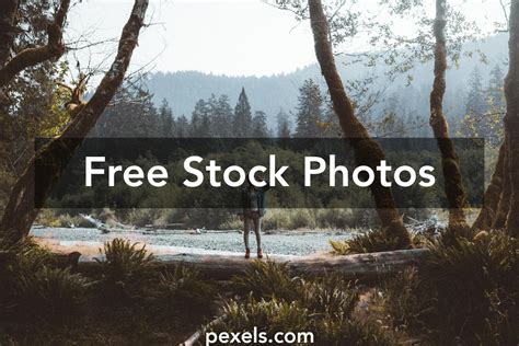 1000+ Great Forest Walk Photos · Pexels · Free Stock Photos