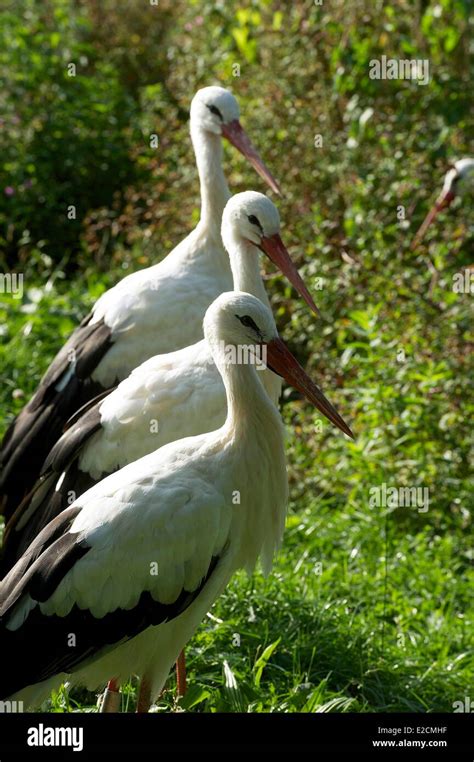 France Haut Rhin Hunawihr Centre For Reintroduction Of Storks In Alsace