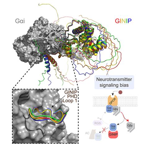 Dissecting The Molecular Basis For The Modulation Of Neurotransmitter