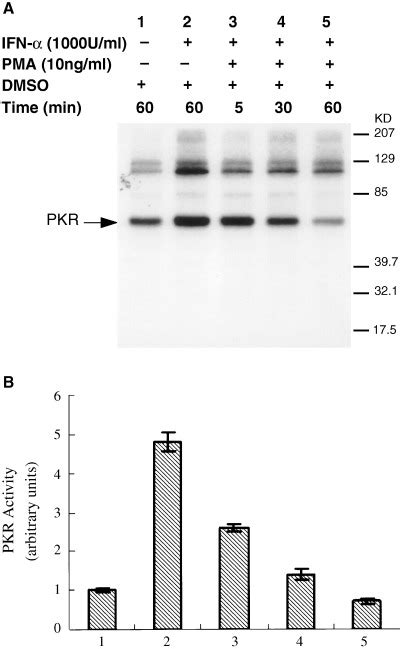 Double Stranded Rna Dependent Protein Kinase Pkr Autophosphorylation