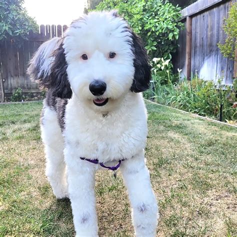 Meet The Real-Life Snoopy: Bayley, The Playful Mini Sheepadoodle