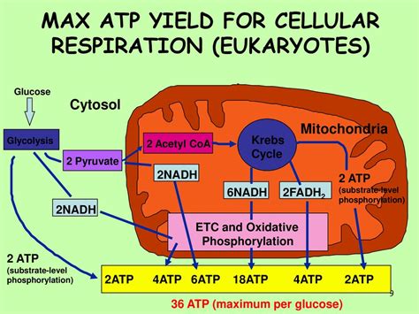 Atp Energy Storing Molecule Can Be Used For Quick Energy By The Cell Ppt Download