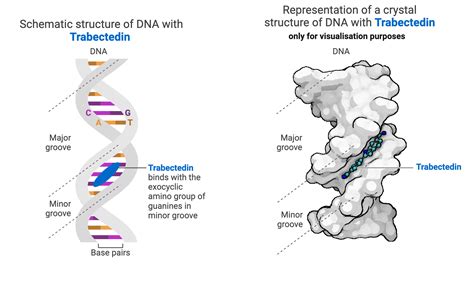 Trabectedin Binding To Dna Minor Groove Biorender Science Templates