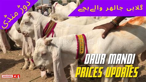 Daur Gulabi Goat Mandi District Nawab Shah Daur Bakra Mandi Rates