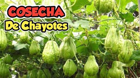 Cultivo De Chayote Sidra O Papá De Aire Así se Cosecha en el CAMPO