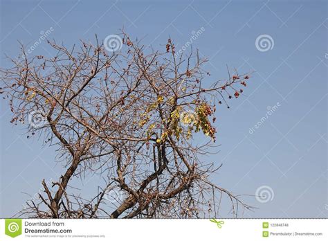 tree  sparse leaves   seeds  blue sky stock photo