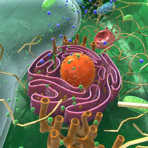 3d Model Plant Cell