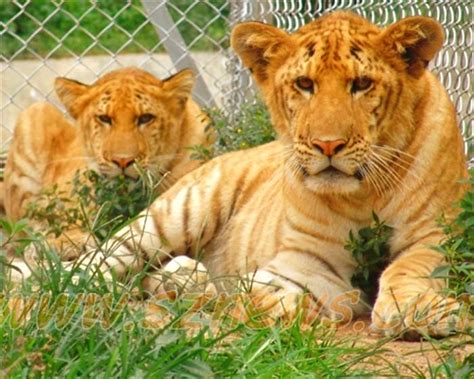 Health of Liger Cubs