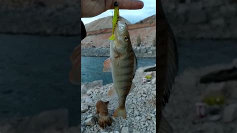 silikonla perch avi tatlısu perch YouTube