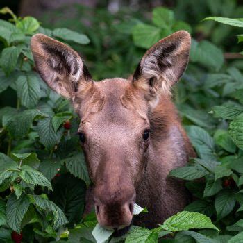 Destroyer Of Raspberries Photo Contest Sponsored By Alaska