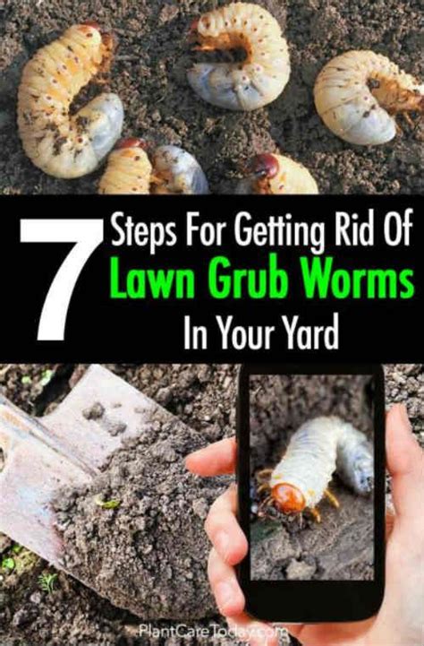 7 Steps For Getting Rid Grub Worms In Your Yard Lawn Pests Grub Worms Garden Insects