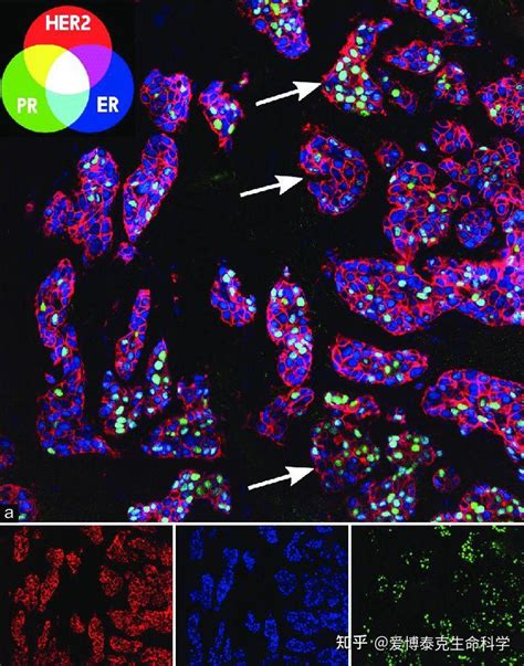 超全攻略 一文理清免疫荧光实验步骤技巧及疑难问题 知乎