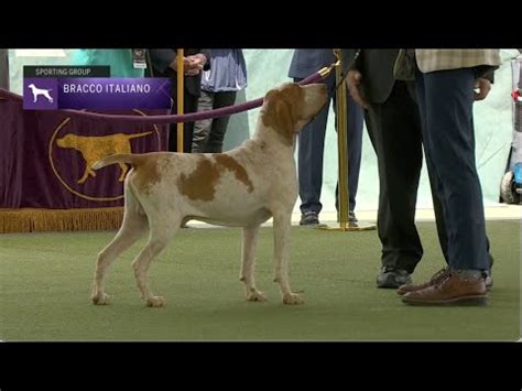 Bracchi Italiani Breed Judging 2023 YouTube