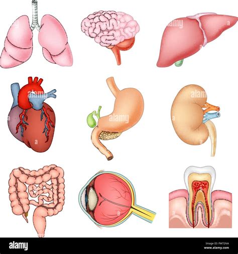 Innere Organe Anatomie Fotos Und Bildmaterial In Hoher Aufl Sung Alamy