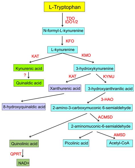 Ijms Free Full Text Kynurenine Pathway Of Tryptophan Metabolism In Migraine And Functional